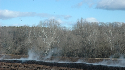 Organic Compost Photo
